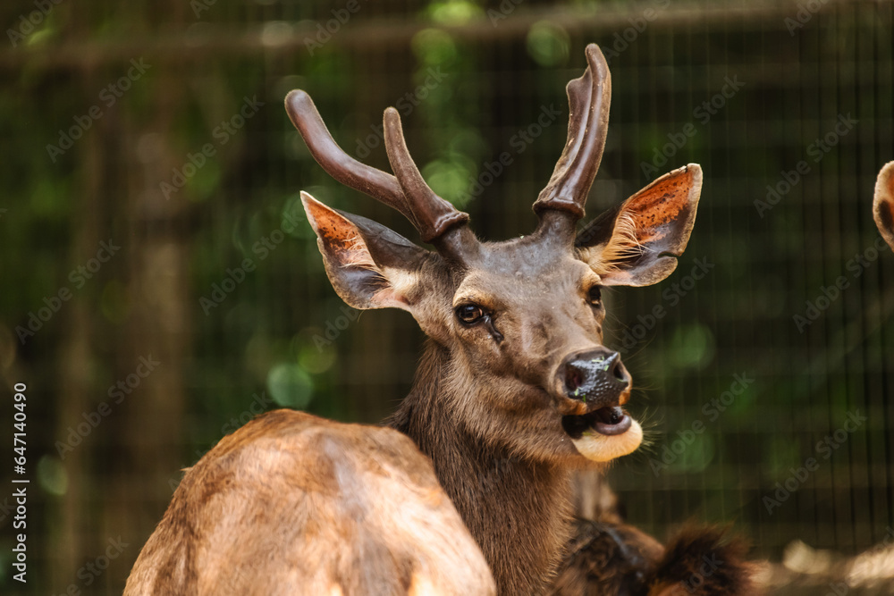 Naklejka premium Friendly Male deer in the woods