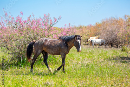 A herd of horses graze in the meadow in summer, eat grass, walk and frolic. Pregnant horses and foals, livestock breeding concept. © Vera
