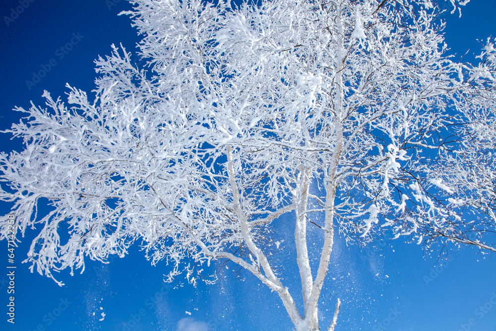 厳冬期の高原に輝く樹氷4