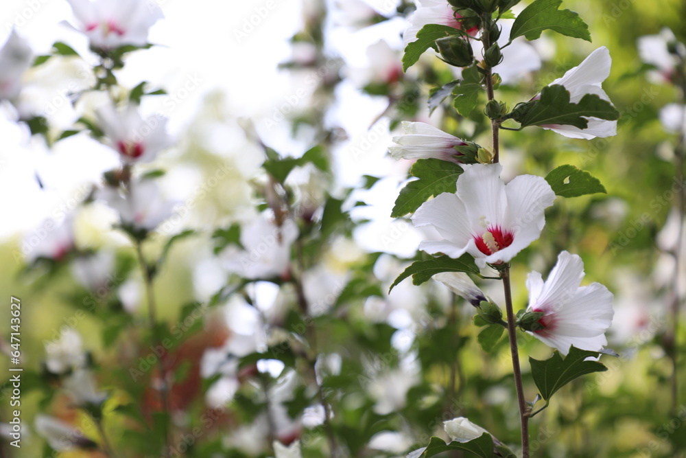 Hibiscus syriacus white flowers in the garden. Hibiscus syriacus white flowers in the garden.