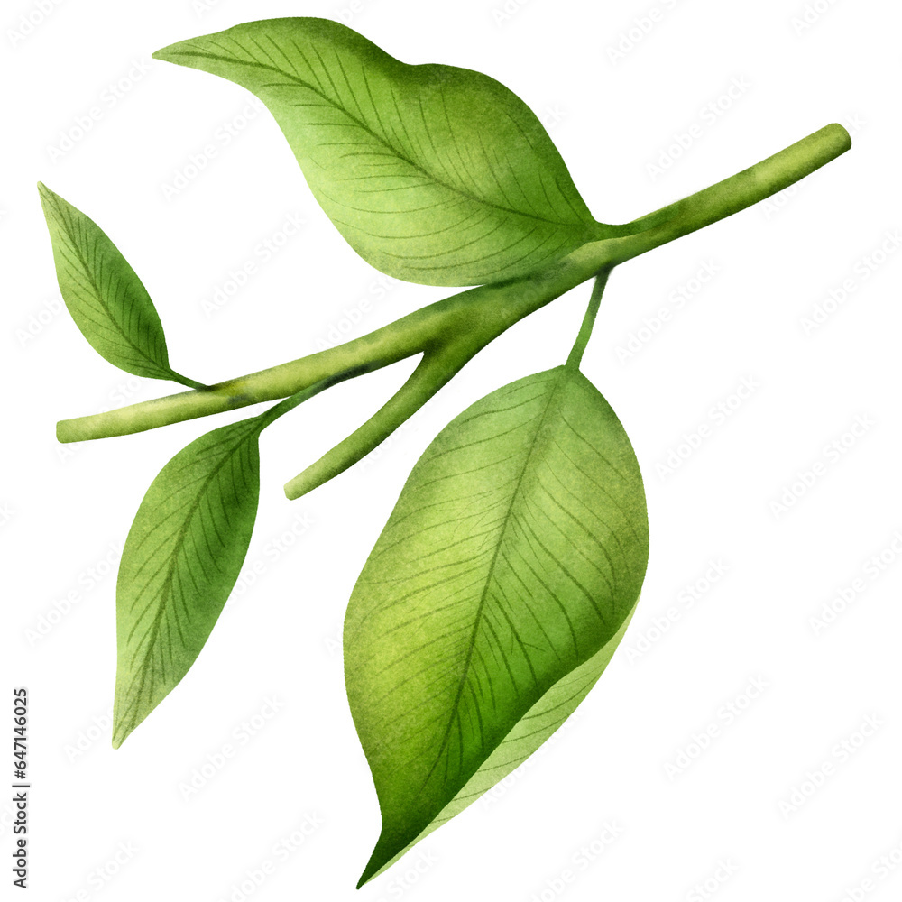 Obraz premium Avocado leaf 