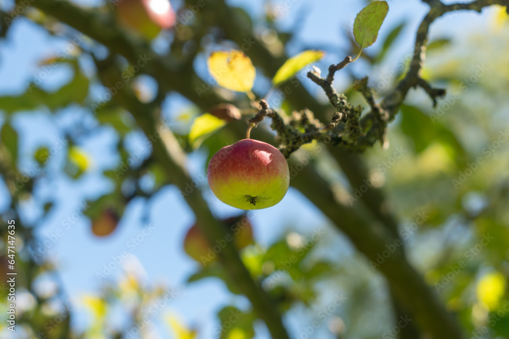 apple on tree,close-up of apple fruits, Apple tree in the autumn garden. Harvest time. Bio food.