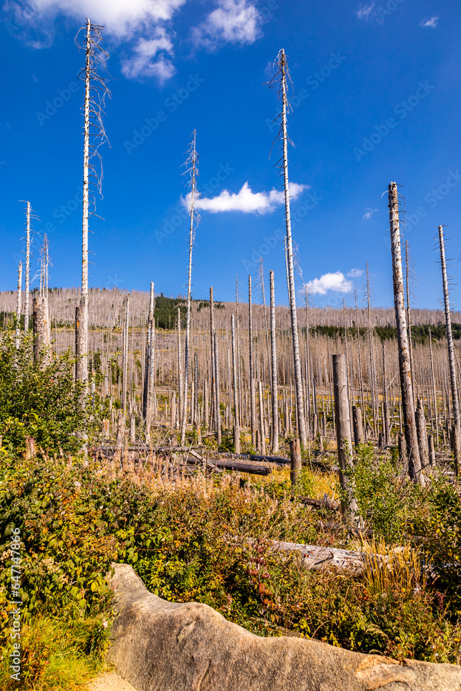 Obraz premium Spätsommerwanderung durch den Nationalpark Harz rund um Schierke - Sachsen-Anhalt - Deutschland