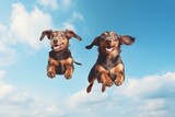 Jumping Moment, Two Dachshund Dogs On Sky Blue Background Jumping Moment, Dachshunds, Sky Blue Background, Photo Backgrounds, Dogs In Photos, Leaps And Bounds