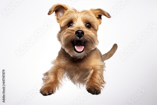 Jumping Moment, Norfolk Terrier Dog On White Background Jumping Moment, Norfolk Terrier, White Background, Breed Traits, Grooming Needs, Health Issues, Temperament