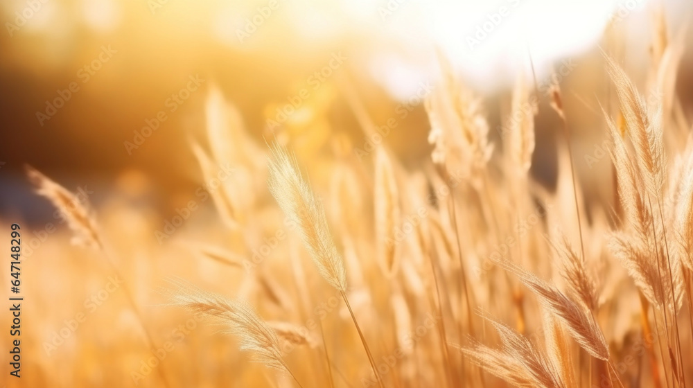 A dry grass and summer season, soft golden bokeh background
