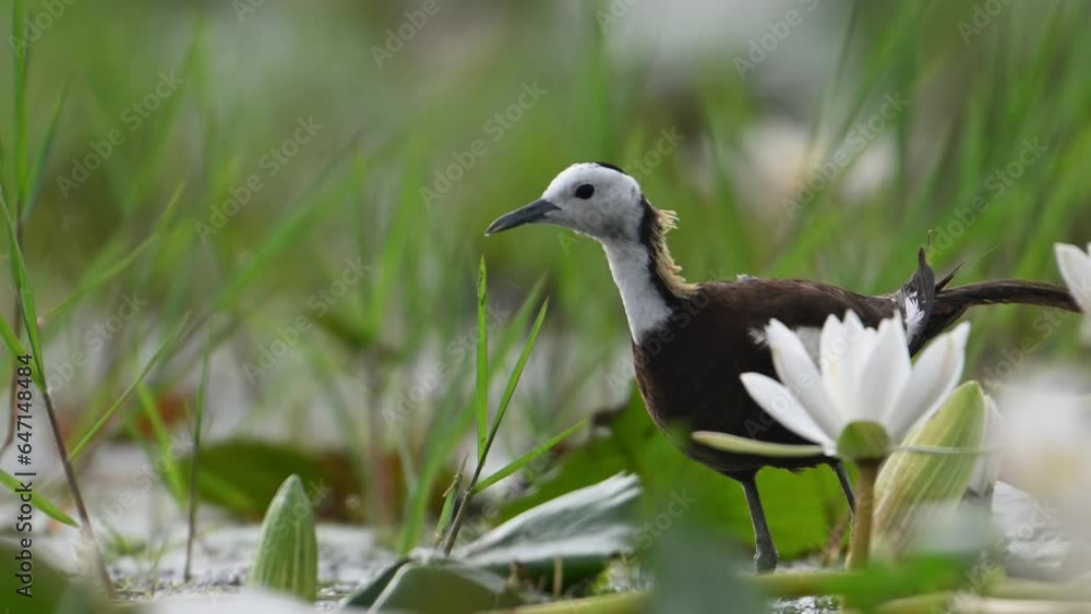 closeup shot of Pheasant tailed Jacana with Flowers closeup shot of Pheasant tailed Jacana with Flowers