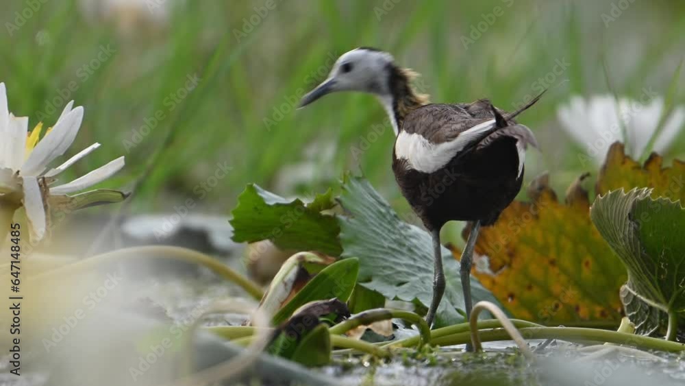 closeup shot of Pheasant tailed Jacana with Flowers