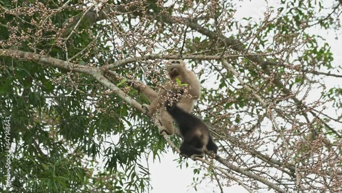 A male and female feeding together and the other moves to the right, White-handed Gibbon Hylobates lar , Thailand photo