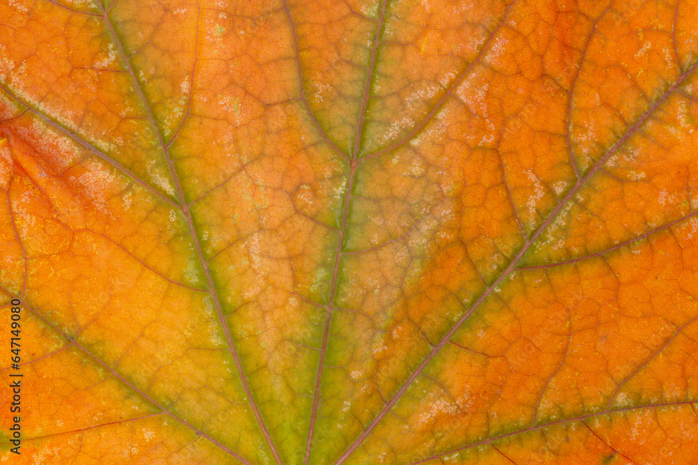 Obraz premium close up of dry maple tree leaf texture