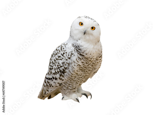 snowy owl (Nyctea scandiaca) isolated on a white