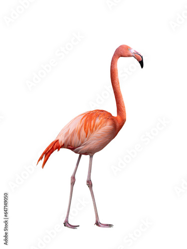 singing flamingo isolated on white background © fotomaster