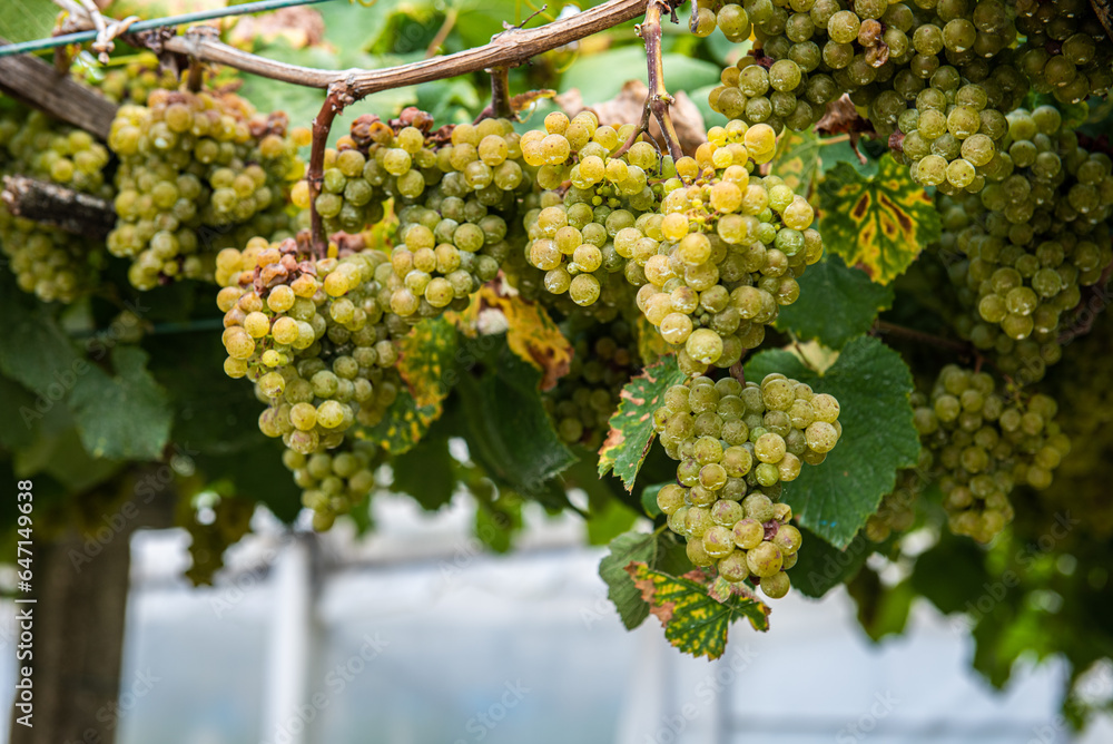 Among stones, flowers and vineyards of Albariño in Galicia, Spain Among stones, flowers and vineyards of Albariño in Galicia, Spain
