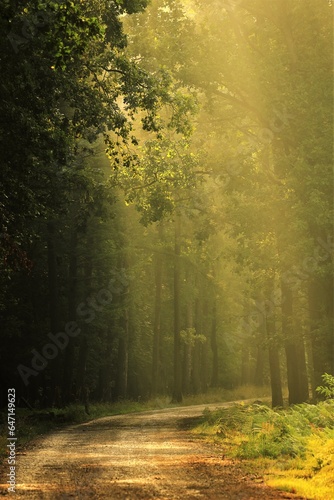Morning in the forest with fog and sun rays © Maciej