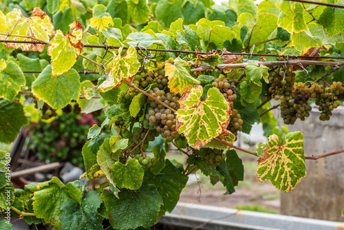 Among stones, flowers and vineyards of Albariño in Galicia, Spain