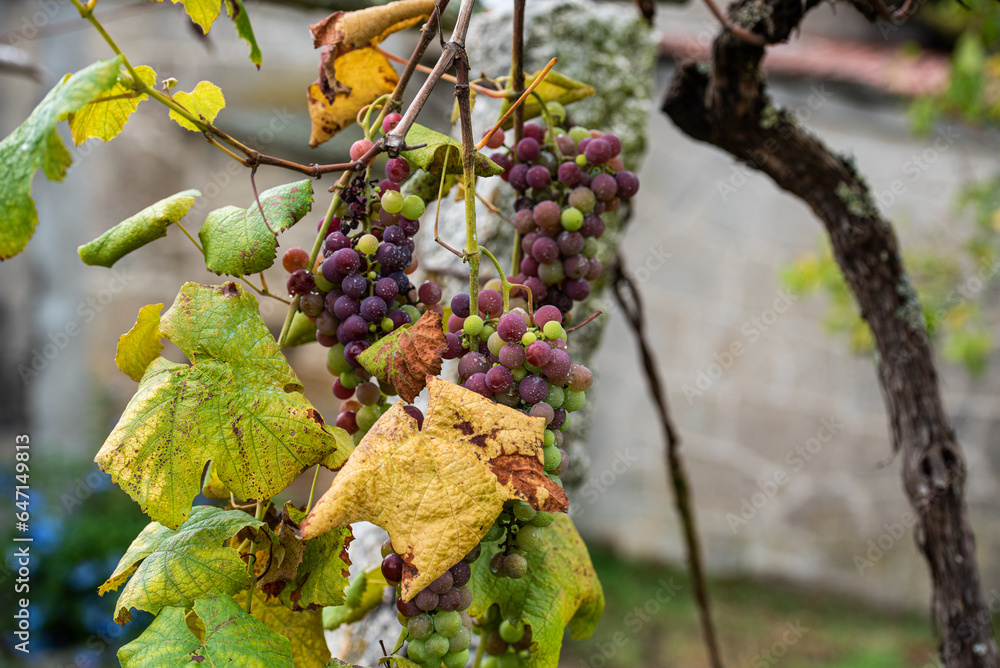 Among stones, flowers and vineyards of Albariño in Galicia, Spain Among stones, flowers and vineyards of Albariño in Galicia, Spain