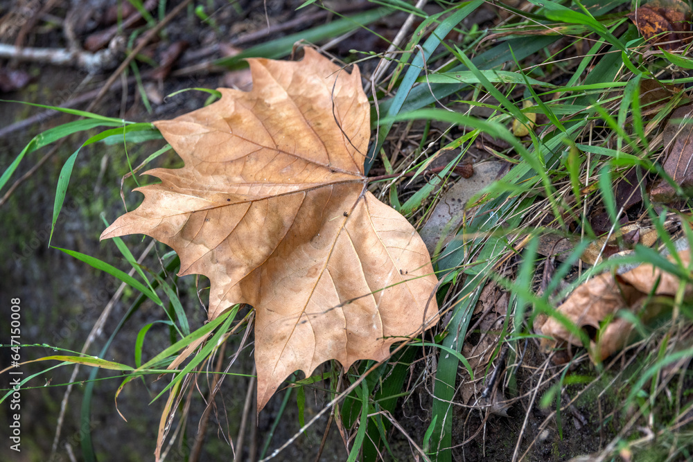 Single dead brown leaf fallen on the ground over the green grass, typical of the beginning of Autumn and the arrival of cold weather. Single dead brown leaf fallen on the ground over the green grass, typical of the beginning of Autumn and the arrival of cold weather.