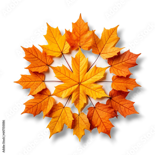 Wallpaper Mural autumn maple leaves on Transparent background Torontodigital.ca