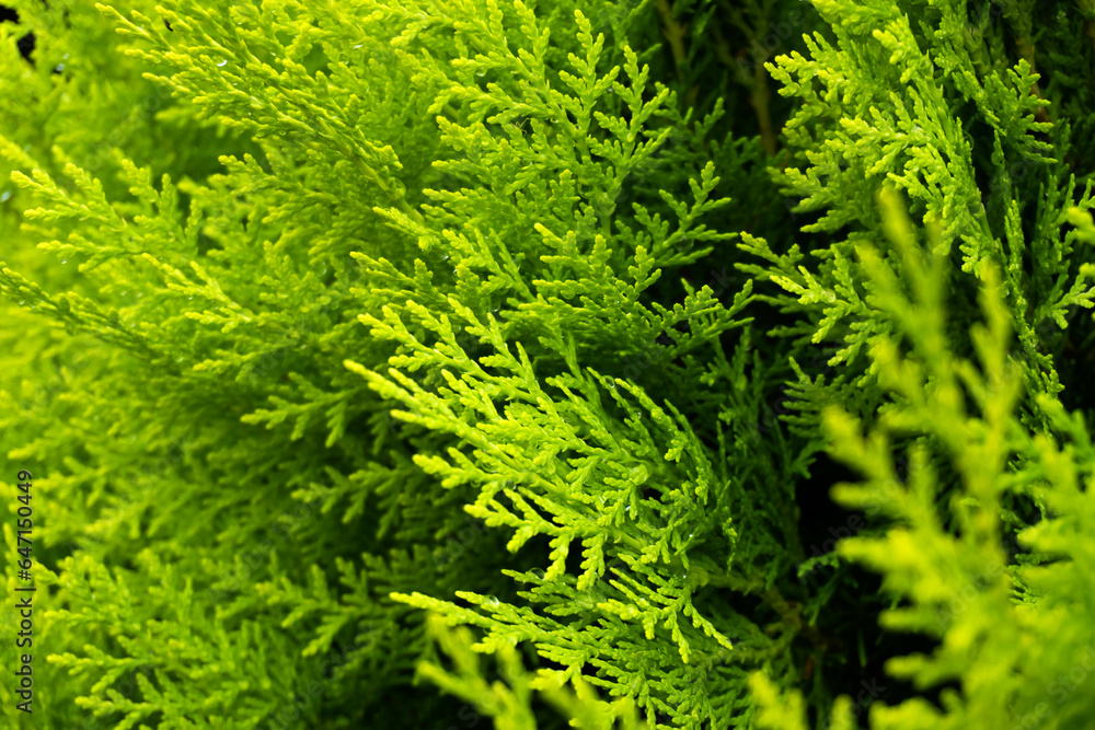 Thuja branch under the sun Thuja branch under the sun