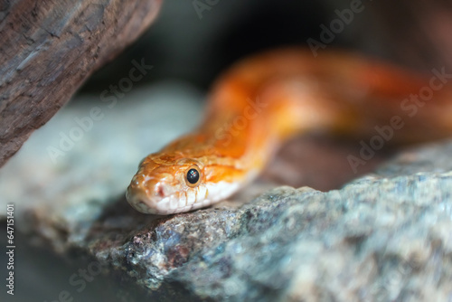Close-up portrait of a beautiful corn snake on a stone