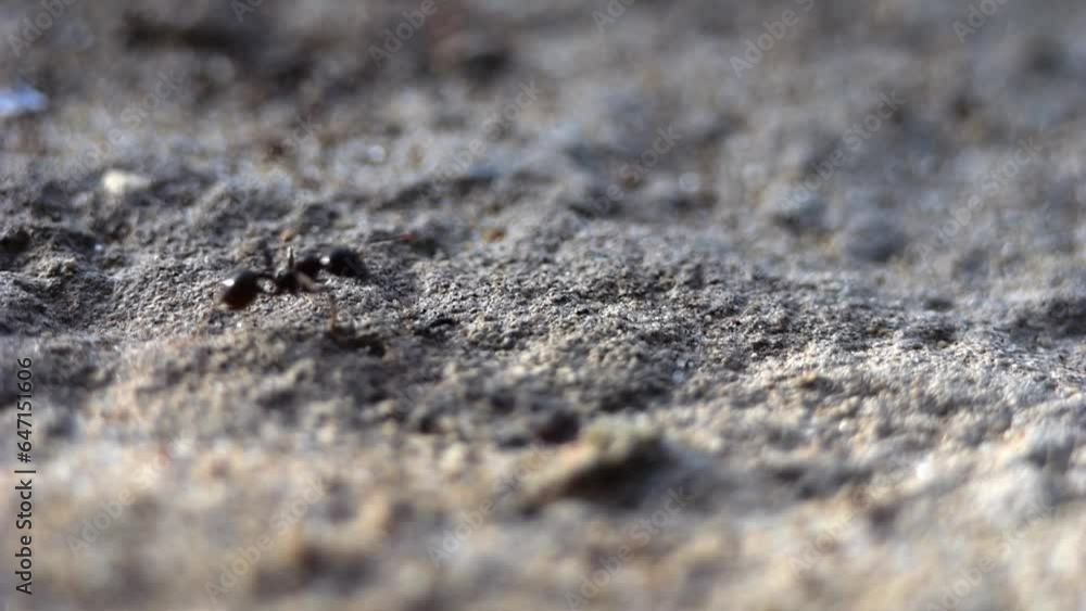 Ants on the way for food filming with a macro lens in slow motion. Ants on the way for food filming with a macro lens in slow motion.