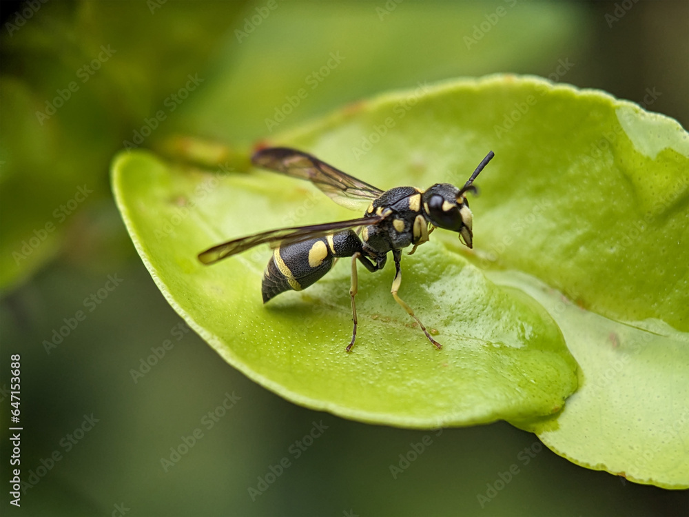Wasp on Green Leaf Macro Photography Wasp on Green Leaf Macro Photography