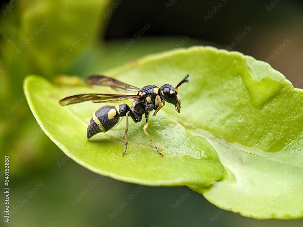Wasp on Green Leaf Macro Photography Wasp on Green Leaf Macro Photography