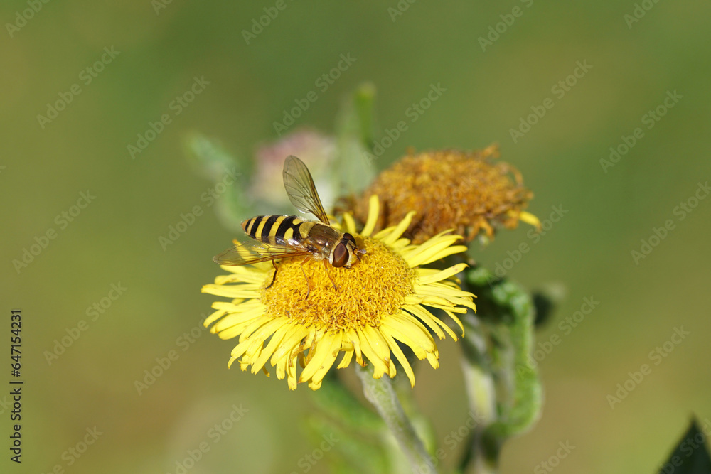 Female Common banded hoverfly (Syrphus ribesii) on yellow flower of common fleabane, meadow false fleabane (Pulicaria dysenterica). Late summer, Netherlands, September. Female Common banded hoverfly (Syrphus ribesii) on yellow flower of common fleabane, meadow false fleabane (Pulicaria dysenterica). Late summer, Netherlands, September.