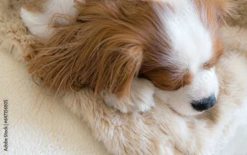 Śpiący Cavalier king charles spaniel pies, ujęcie z góry