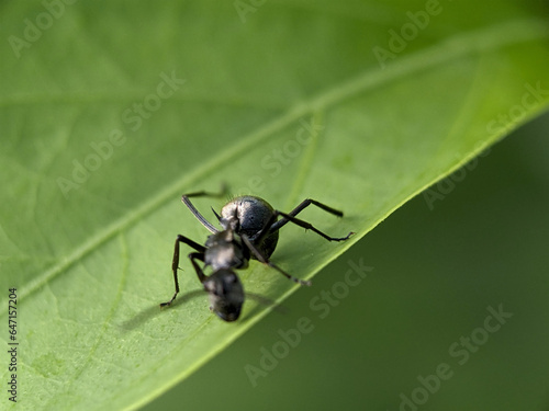 Black Garden Ant on Green Leaf Macro Photography