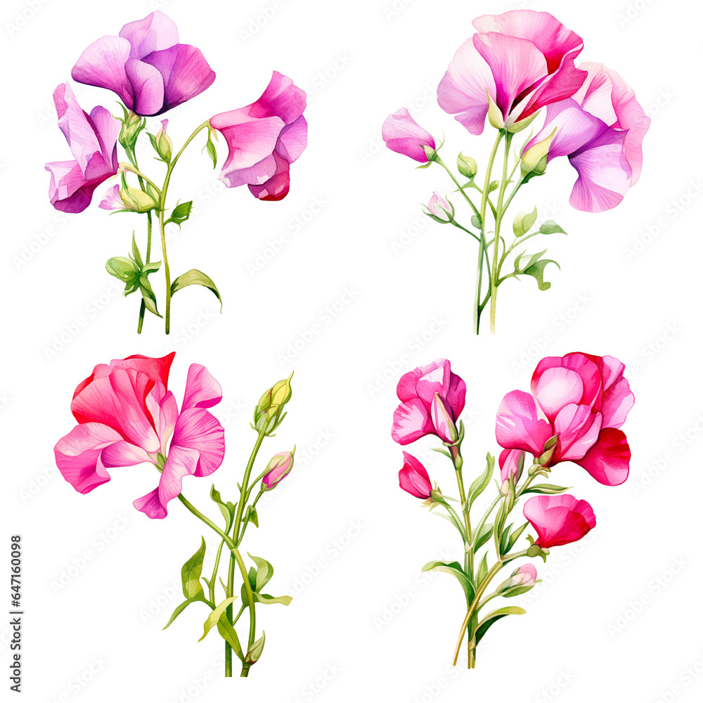 Set of  watercolor sweet peaflower on transparent background