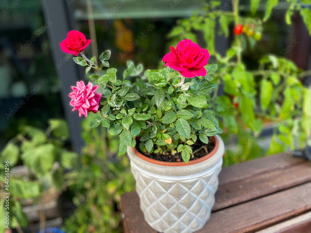 Vibrant pink decorative roses balcony flowers in grey flower pot in balcony garden close up	
