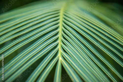 Palm leaf from the Reunion Island