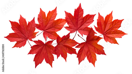 isolated autumn leaves  on transparent background