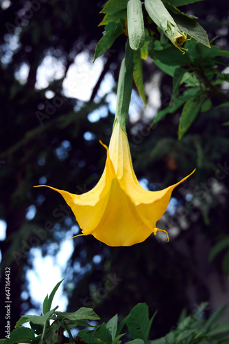 yellow flower in the garden