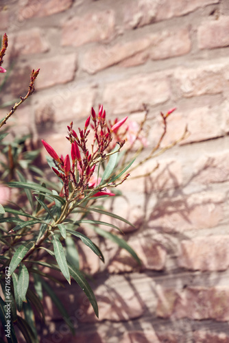 pink flowers against a brick wall