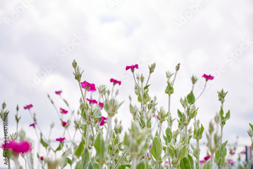 flowers against a light sky