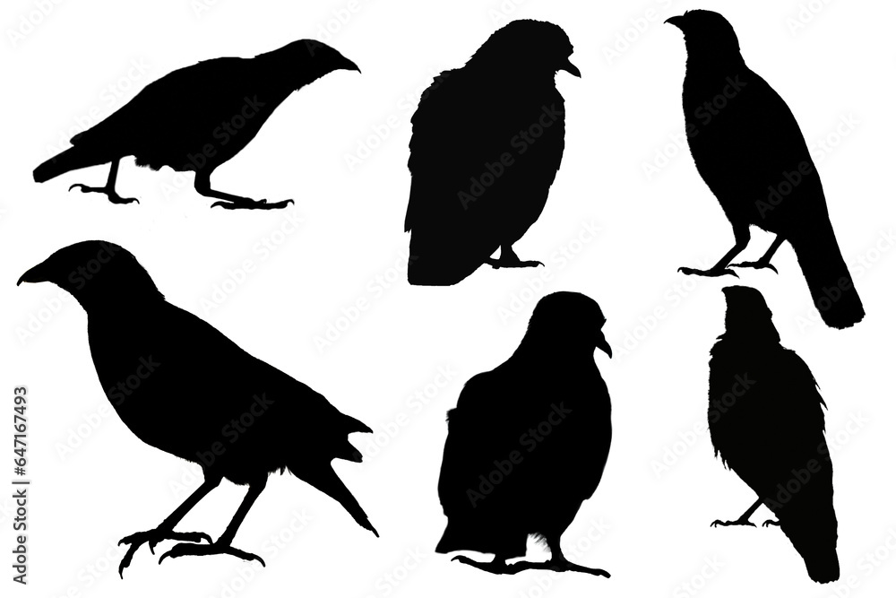 Set of collection of bird silhouette shapes: raven, crow, dove, thrush on a white isolated background. Design element Set of collection of bird silhouette shapes: raven, crow, dove, thrush on a white isolated background. Design element