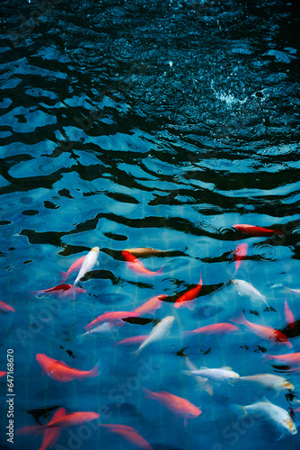 fishes in the water