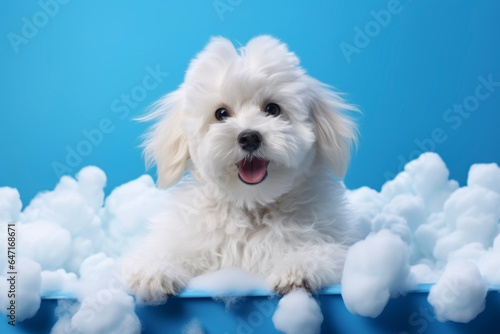 Cute puppy takes a bath and plays with a fluffy bubble of shampoo in bathroom and blue background. Pets and animals clean concepts.