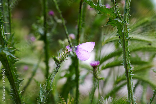 butterfly on a flower