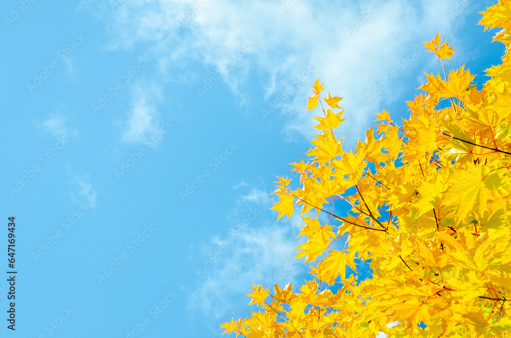Maple leaves in yellow color against the blue sky Maple leaves in yellow color against the blue sky