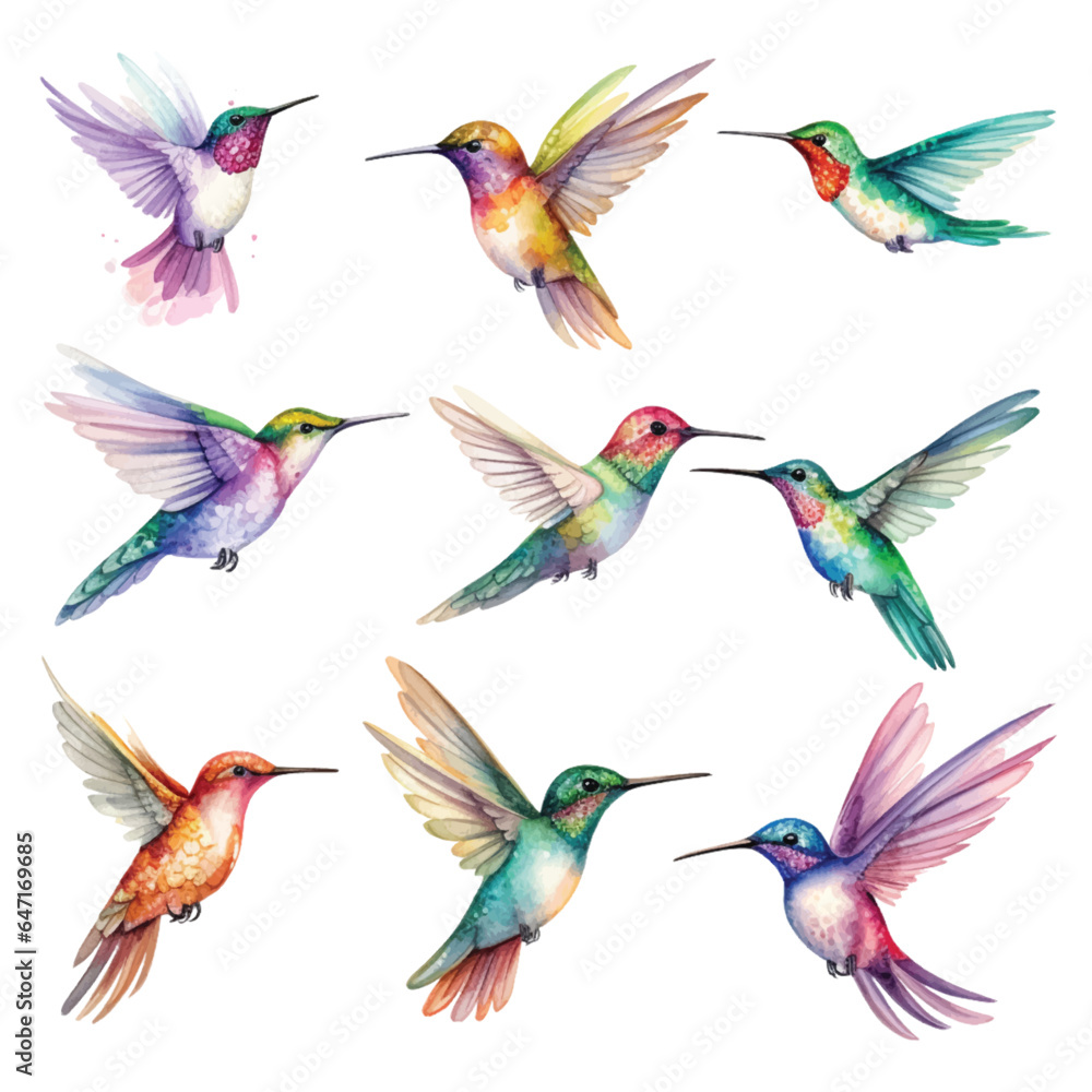 Fototapeta premium Set of Hummingbird