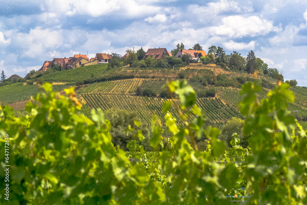 Vignobles de zellenberg en Alsace 