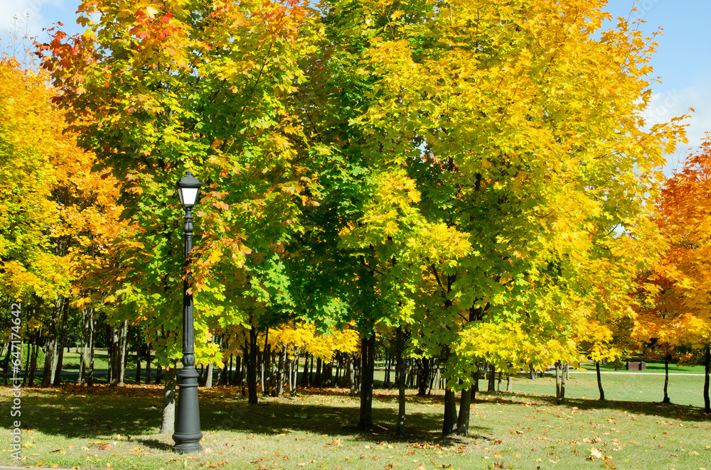 Naklejka premium City autumn park with green, yellow, orange trees