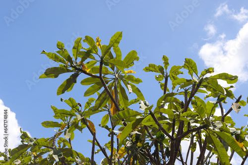 Bunga kemboja or Plumeria acuminata flower against blue sky background. Relaxing sunny day