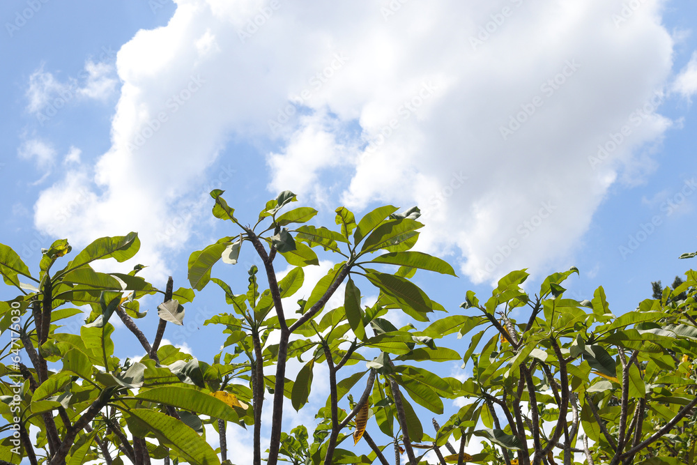 Bunga kemboja or Plumeria acuminata flower against blue sky background. Relaxing sunny day Bunga kemboja or Plumeria acuminata flower against blue sky background. Relaxing sunny day