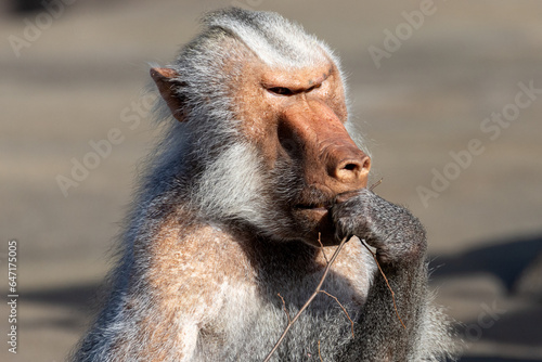 baboon