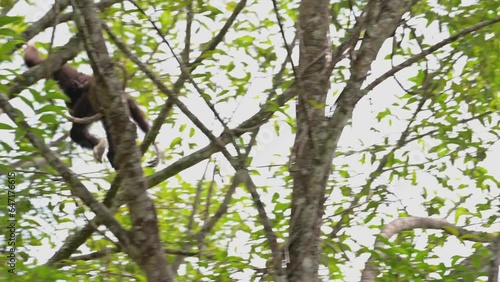 Seen swinging from one branch to another, exciting, White-handed Gibbon Hylobates lar , Thailand photo