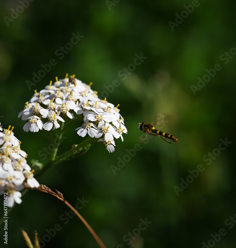 bee on a flower